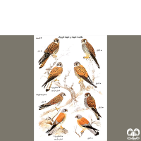 گونه دلیجه Common Kestrel